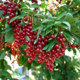 15331341895745-600x600_0x160 Любимый сад