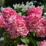 Pink-Diamond_0x160 Наш сад