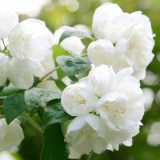 fc4d2006c6a5df923754c5501fce8352_0x160 Любимый сад