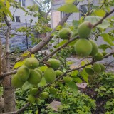 photo_2025-05-21_13-05-02_0x160 Наш сад