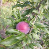 photo_2025-10-08_09-54-55_0x160 Наш сад