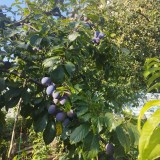 photo_2025-11-08_09-57-57_0x160 Наш сад