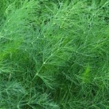 Аврора_0x160 Наш сад