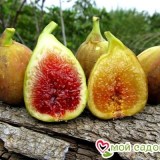 Брунсвик1_0x160 Наш сад