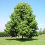 Липа-мелколистная-1_0x160 Любимый сад