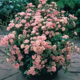 Почвопокровные6_0x160 Любимый сад