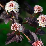 Пузыреплодник_0x160 Любимый сад