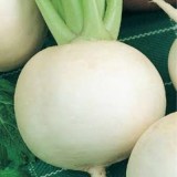 Саша_0x160 Наш сад