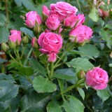 Спрей_0x160 Любимый сад