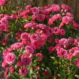 Флорибунда_0x160 Любимый сад