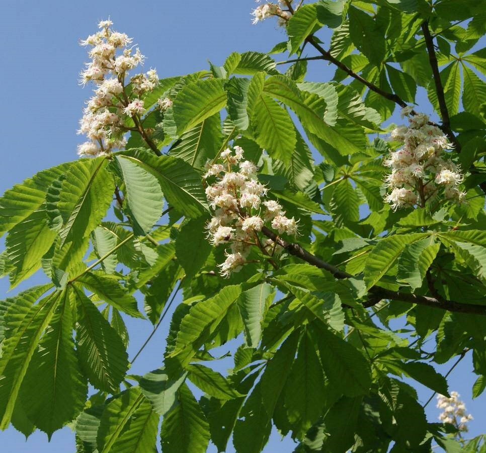 kashtan-konskiy-piramidalis-2 image kashtan-konskiy-piramidalis-2 Каштан: Конский