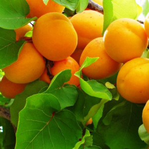 pogr image pogr Абрикос: Погремок