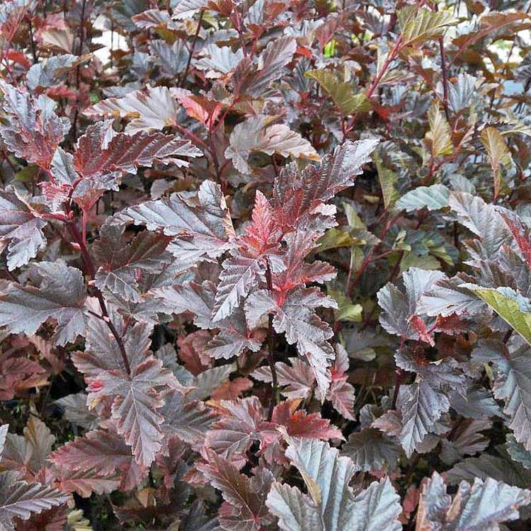 red_bar image red_bar Пузыреплодник: калинолистный "Red Baron"