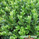 3867503c67e8d59875c6f0fffa161ba04_0x160 image 3867503c67e8d59875c6f0fffa161ba04_0x160 Самшит: Самшит вечнозелёный