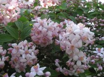 mont_roz_0x160 Любимый сад