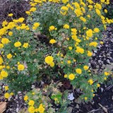 photo_2025-10-27_05-59-11_0x160 Наш сад