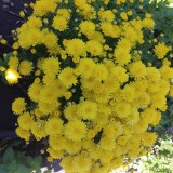 photo_2025-10-27_06-00-13_0x160 Наш сад