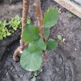 photo_2025-10-27_06-08-38_0x160 Ирга: Мартин