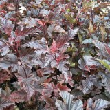 red_bar_0x160 Любимый сад