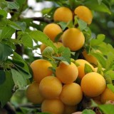 Абрикосовая5_0x160 Любимый сад