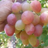 Азалия_0x160 Наш сад