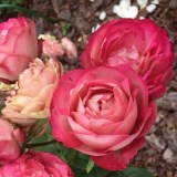 Акрополис_0x160 Любимый сад