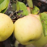 Антоновка_0x160 Любимый сад