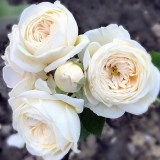 Артемис_0x160 Любимый сад