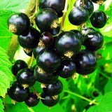 Багира4_0x160 Любимый сад