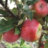 Беркутовское8_0x160 Любимый сад