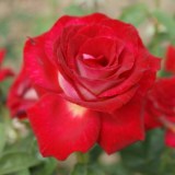 Биколетте_0x160 Любимый сад