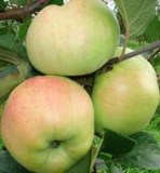 Богатырь_0x160 Любимый сад