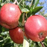 Бребурн_0x160 Наш сад