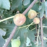 Брунсвик_0x160 Наш сад