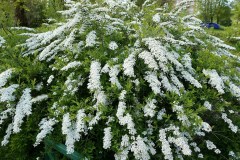 Вангутта_0x160 Любимый сад