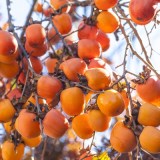 Вебер_0x160 Наш сад