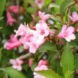 Вейгела_0x160 Любимый сад