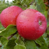 Вишневое7_0x160 Любимый сад