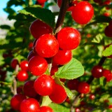 Войлочная_0x160 Любимый сад