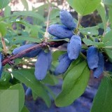 Волхова4_0x160 Любимый сад