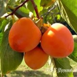 Гигант_0x160 Наш сад