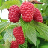 Гусар4_0x160 Любимый сад