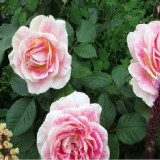 Гуэрнси_0x160 Любимый сад