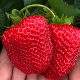 Дарселект3_0x160 Любимый сад