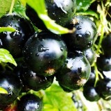 Добрыня_0x160 Любимый сад