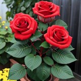 Доминика_0x160 Любимый сад