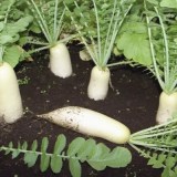 Дубинушка_0x160 Наш сад