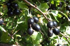 ЕМБ_0x160 image ЕМБ_0x160 Смородина: Йошта