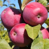 Зорька_0x160 Наш сад