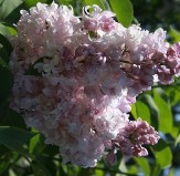 И.В.Мичурин_0x160 Любимый сад